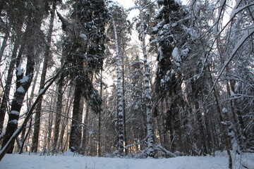 frozen snow covered trees in winter forest in cold day with blue sky