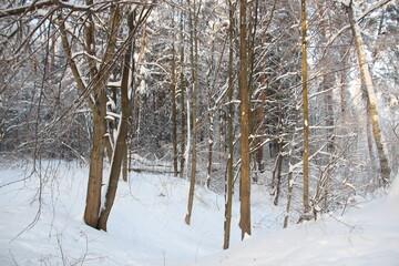 frozen snow covered trees in winter forest in cold day with blue sky