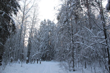 frozen snow covered trees in winter forest in cold day with blue sky