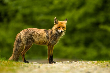 Fox scabies, Vulpes vulpes, Bieszczady Mountains, Poland.