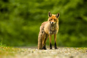 Obraz premium Fox scabies, Vulpes vulpes, Bieszczady Mountains, Poland.