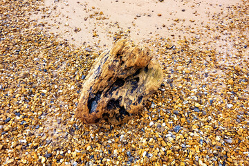 Beautiful piece of driftwood on a pebble beach. Wood textured with black patches with space for copytext. Erosion and wave action make it difficult or impossible to determine the origin of the wood. - 477878913