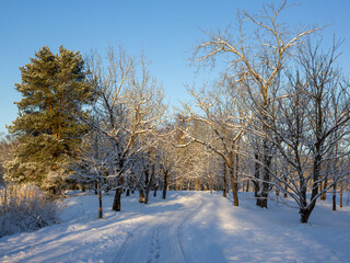 Sunny winter day in the park