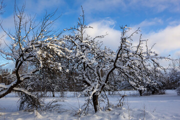 An old apple orchard in winter