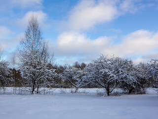 Fototapeta na wymiar An old apple orchard in winter