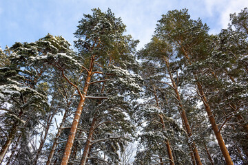 Obraz premium Tops of pine trees stand