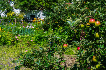 Jabłonie w ogrodzie w letni słoneczny dzień - obrazy, fototapety, plakaty