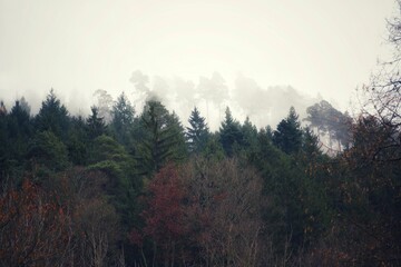 Naklejka na ściany i meble Blick über einen Wald mit im Nebel stehenden Nadelbäumen auf einer Anhöhe