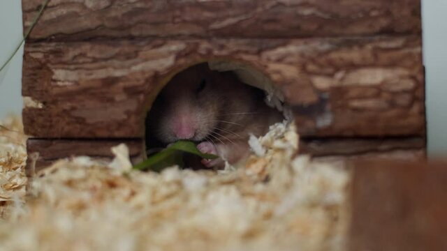 Cute hungry pet hamster eating food inside his house.