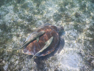 Sea Turtle with Two Remora