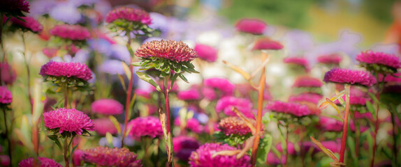 Artistic closeup of beautiful pink fresh flowers on natural meadow