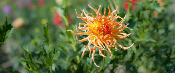 Artistic closeup of beautiful yellow fresh flowers on natural meadow
