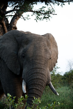 Portrait of an elephant in kruger nationalpark