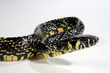 Caninana, Tiger rat snake // Hühnerfresser (Spilotes pullatus)