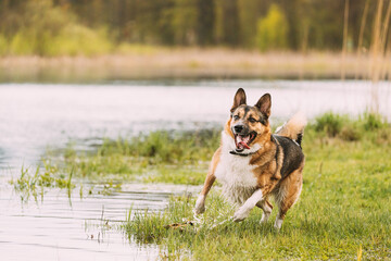 Funny mixed breed Dog Play With Running Near River.