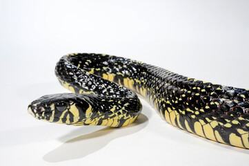 Hühnerfresser // Caninana, Tiger rat snake (Spilotes pullatus)