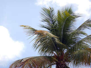 Fototapeta na wymiar Palm in Paradise