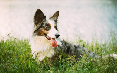 Funny Blue Merle Cardigan Welsh Corgi Dog Playing In Green Summer Grass At Lake In Park. Welsh Corgi Is A Small Type Of Herding Dog That Originated In Wales