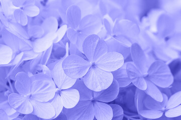 Blurred Beautiful Purple Very Peri hydrangea or hortensia flower close up. Artistic natural...