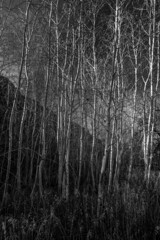 Along the Umtanum Creek Trail, WA