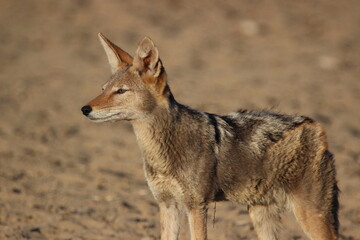 Black-backed Jackal in the Kgalagadi
