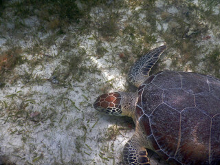 Sea Turtle Head Close Up 2