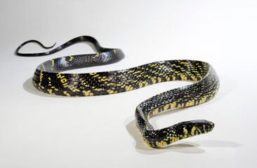 Naklejka premium Caninana, Tiger rat snake // Hühnerfresser (Spilotes pullatus)