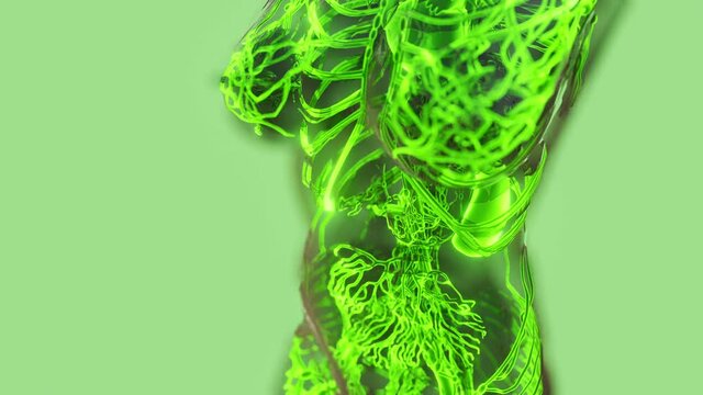 analysis of human blood vessels anatomy scan