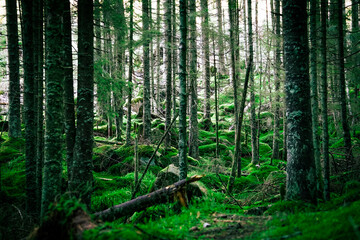 Zielony las w górach