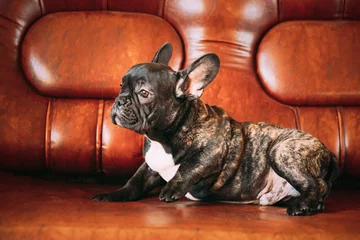 Poster Junge kleine schwarze französische Bulldogge Hundewelpe auf Sofa liegend. Lustiges Hundebaby mit schöner schwarzer Schnauze mustert Bulldoggen-Hündchen. Entzückender Bulldoggen-Welpe © Grigory Bruev