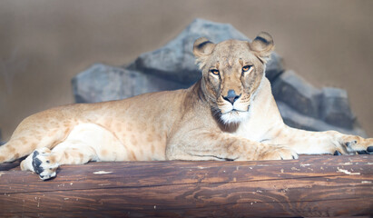 Beautiful lioness lies and looks at the camera, the hunter is resting. Predatory animal