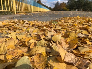 autumn leaves on the ground