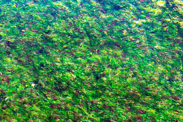 Green seaweed in the ocean. The surface of the sea is covered with seaweed.