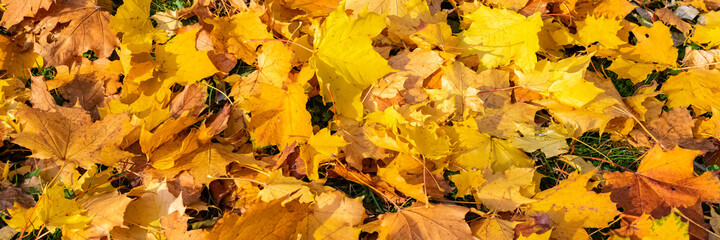 Fallen leaves on the ground in autumn, beautiful background
