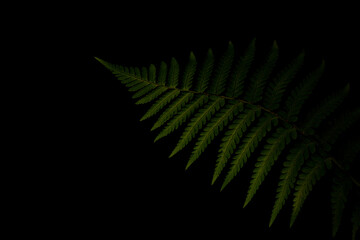 fern leaf isolated on black