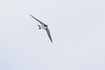 Common house martin in flight catching insects (Delichon urbicum)