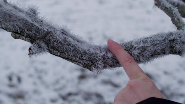 Woman sliding down her finger down a frozen tree branch breaking small frost and icicles.