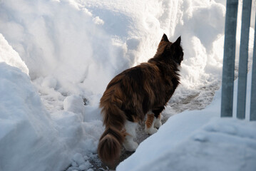 Maine-Coon-Katze im Schnee