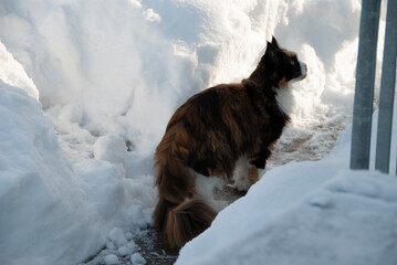 Maine-Coon-Katze im Schnee