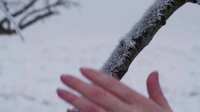 Hand of a woman grabbing around frozen tree twig covered in ice.