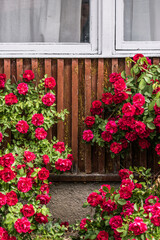 Fototapeta na wymiar Window with red flowers