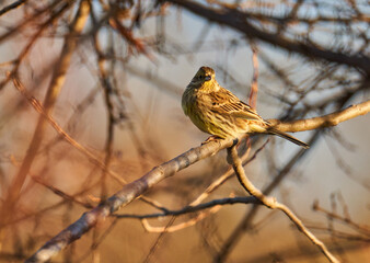 Yellowhammer on a hawthorn bush