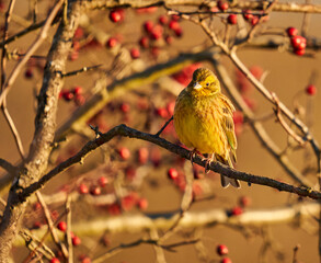 Yellowhammer on a hawthorn bush