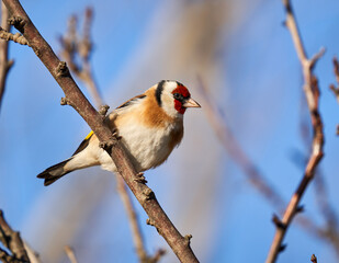 Goldfinch on a branch