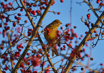 Yellowhammer on a hawthorn bush