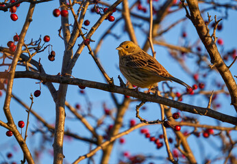 Yellowhammer on a hawthorn bush