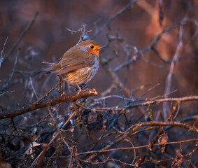 European robin on a bush