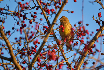 Yellowhammer on a hawthorn bush