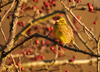 Yellowhammer on a hawthorn bush