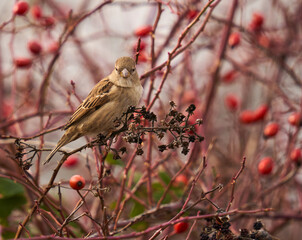 Sparrow perched on a briar bush